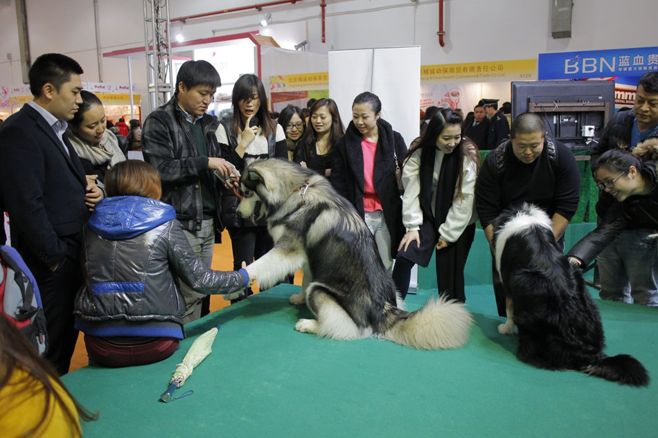 Shanghai Pet Fair