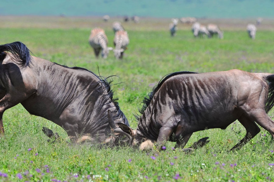 Photos: Living among lions(2)