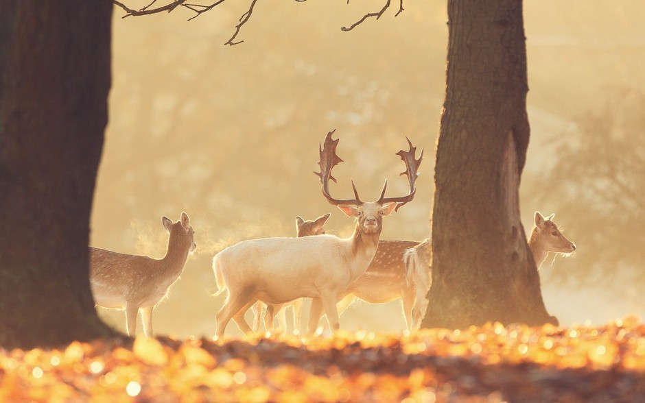 Excellent animal photographic works