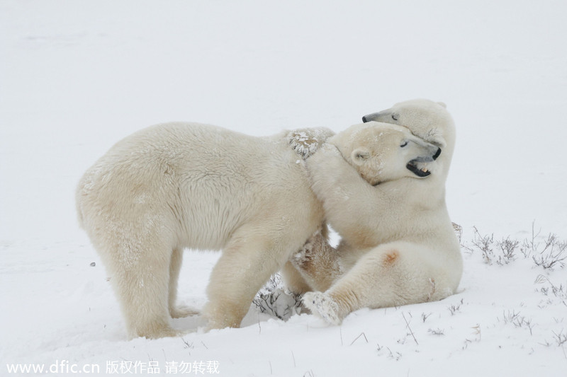 Valentine's Day for animals