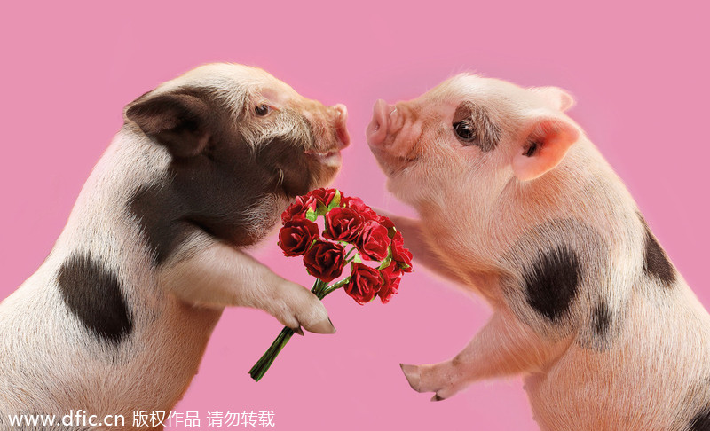 Valentine's Day for animals