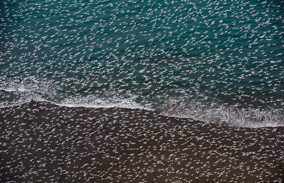 Thousands of seagulls fly in unison