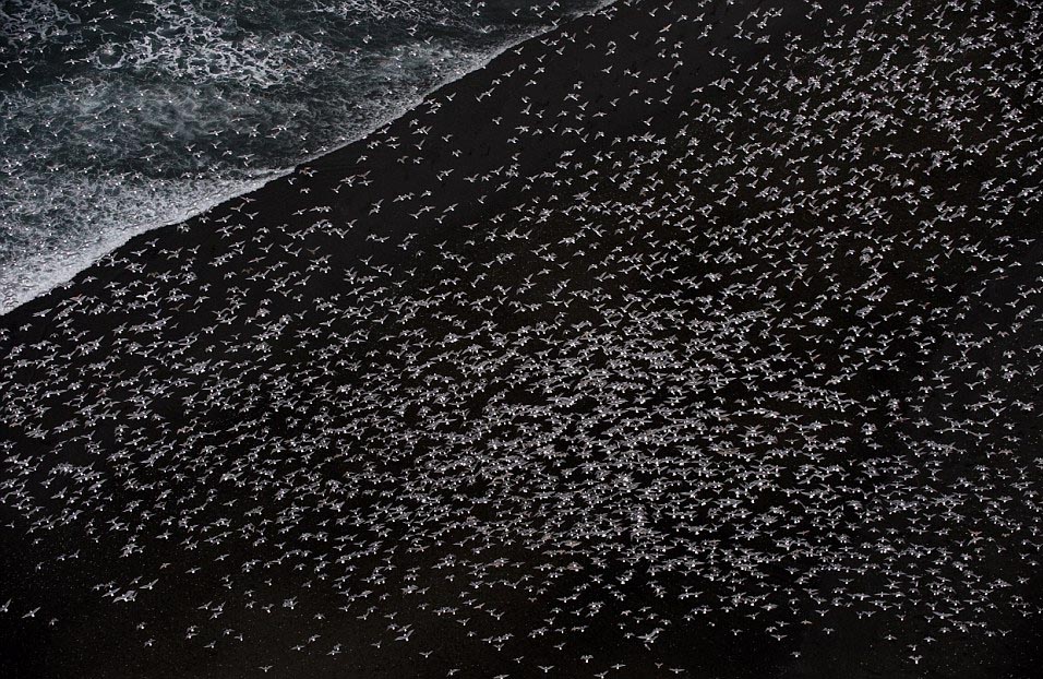 Thousands of seagulls fly in unison