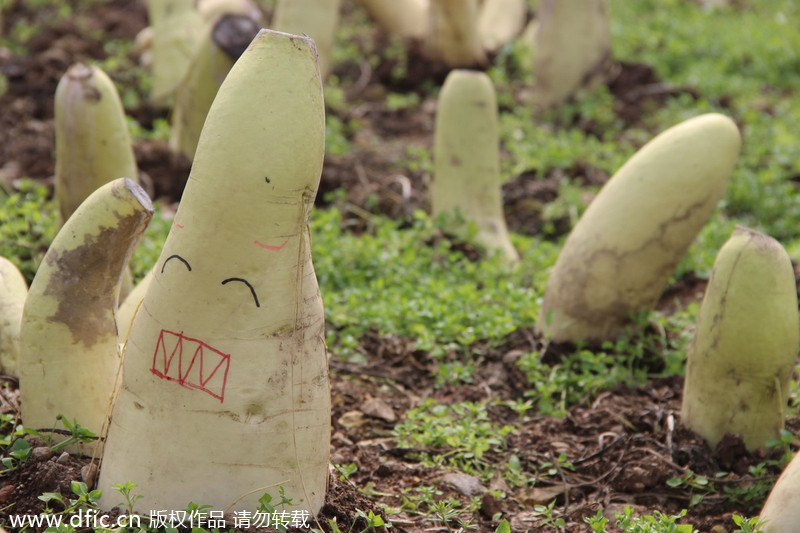 Artist gives new life to radishes