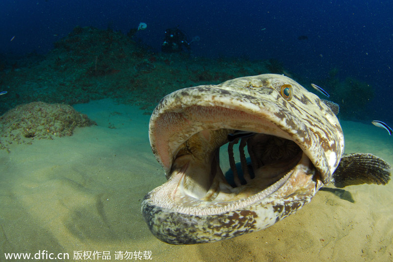 2013/14 Underwater Photography Competition winners announced