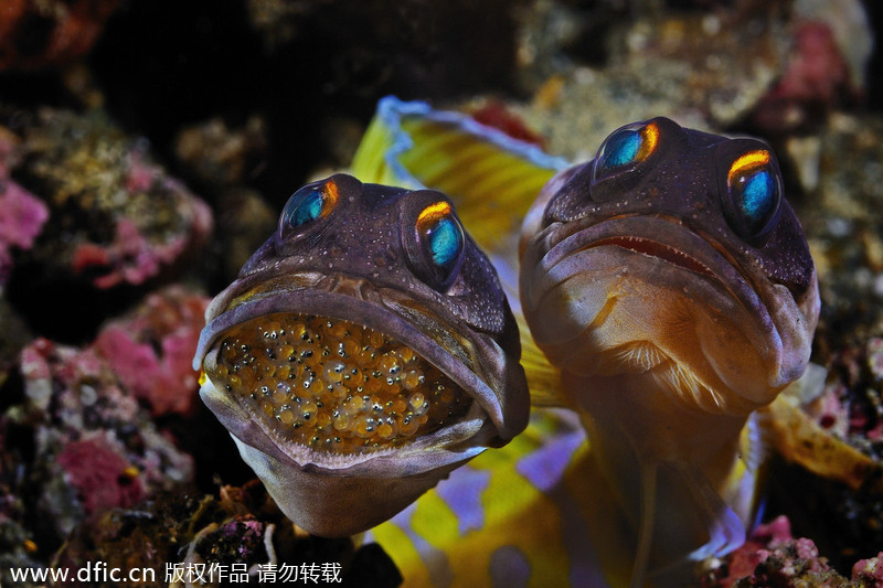 2013/14 Underwater Photography Competition winners announced