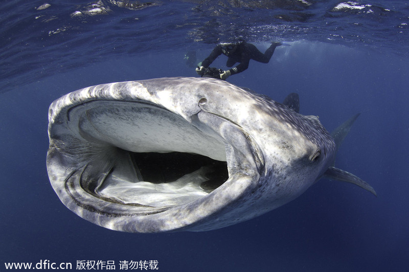 2013/14 Underwater Photography Competition winners announced