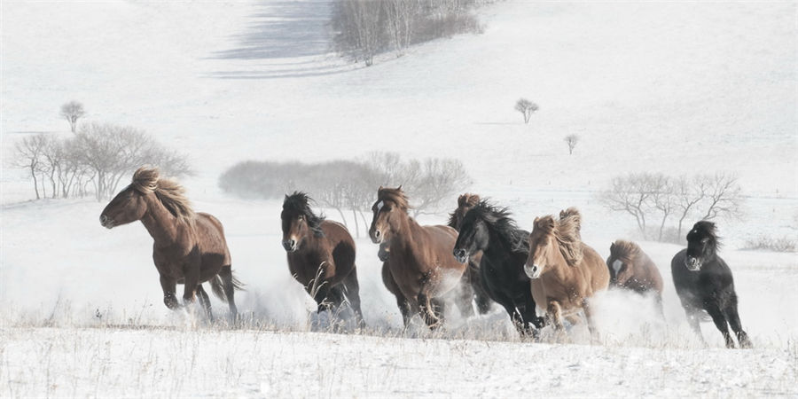 Galloping in the snow