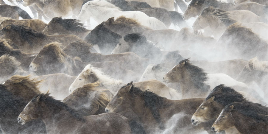 Galloping in the snow