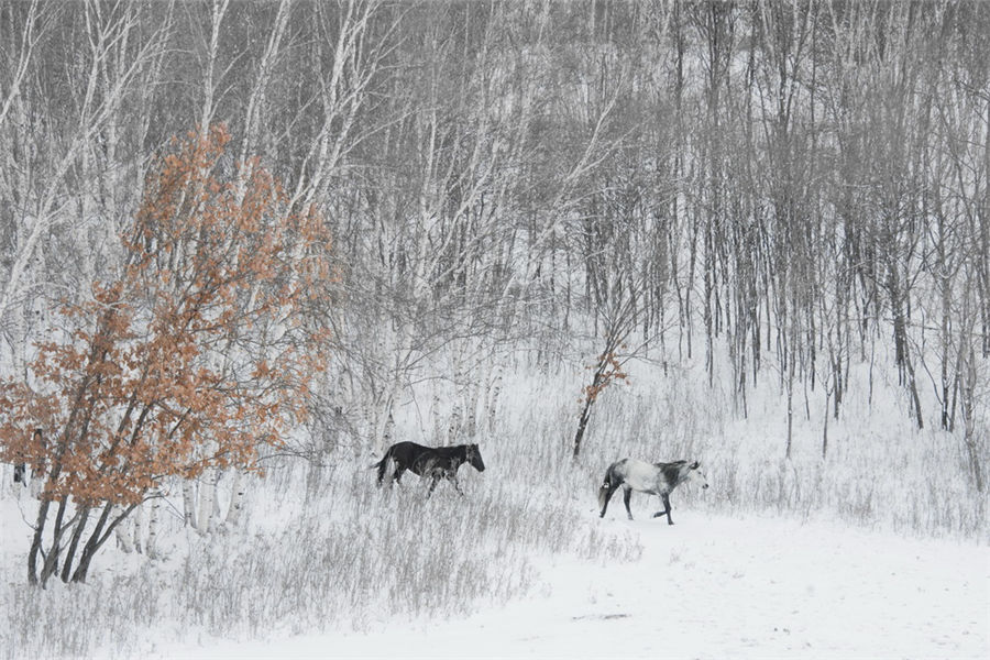 Galloping in the snow