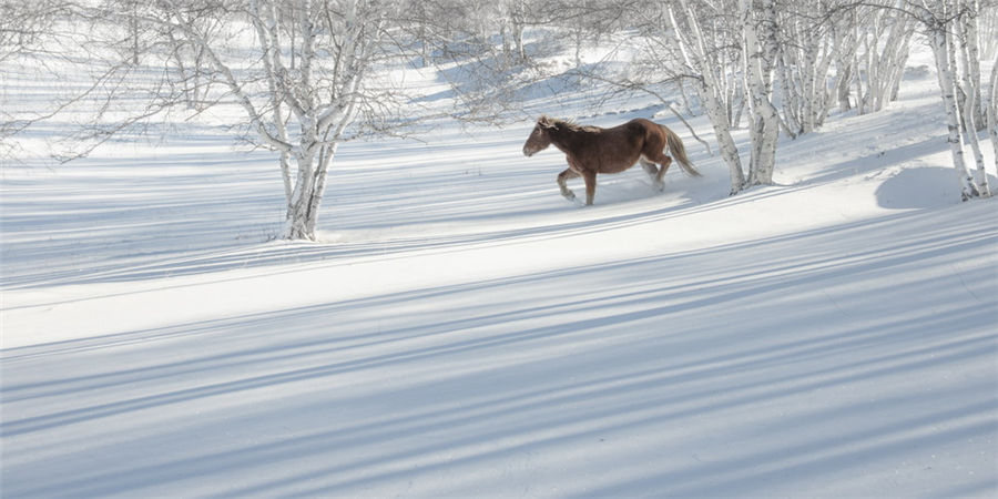 Galloping in the snow