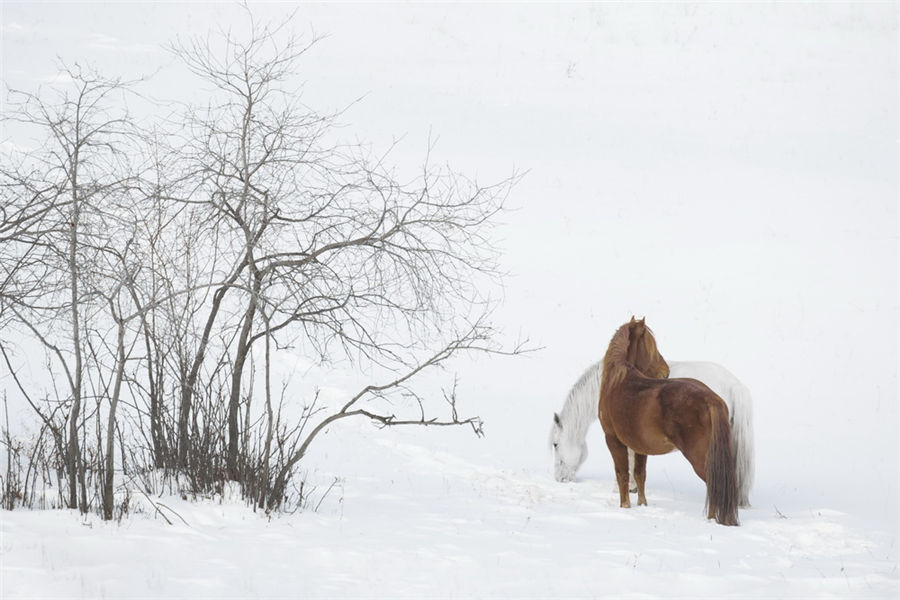 Galloping in the snow