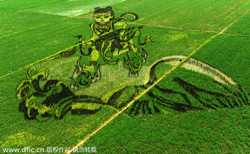 3D rice field paintings in Shenyang