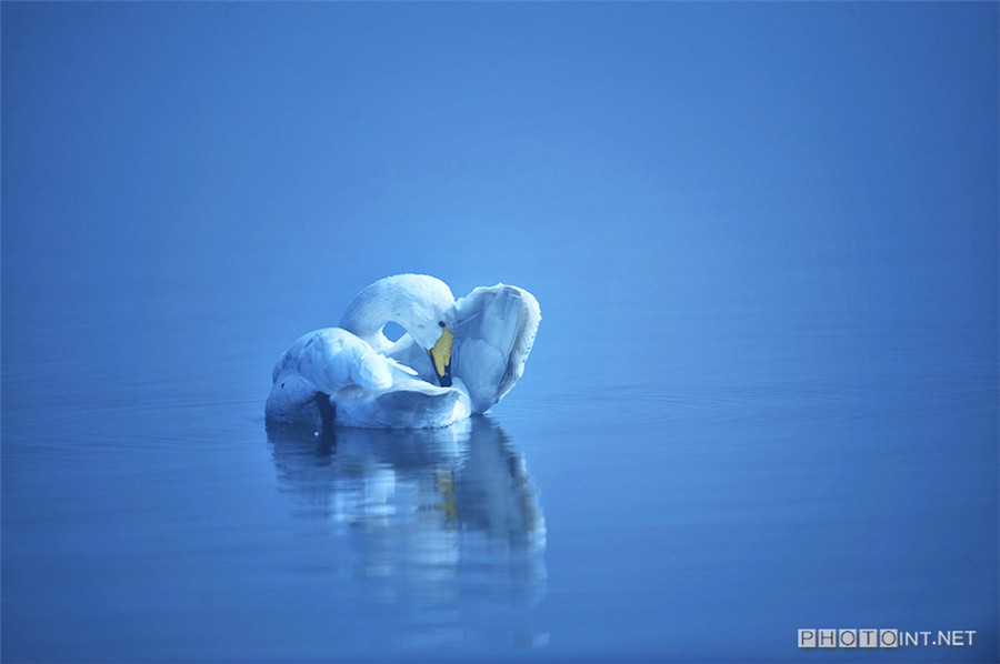 Photographer captures beauty of swan