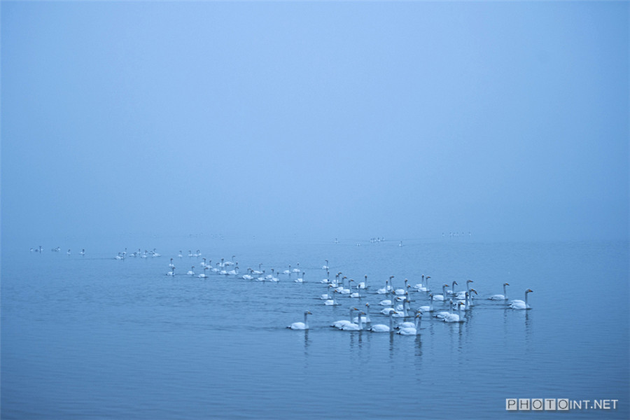 Photographer captures beauty of swan