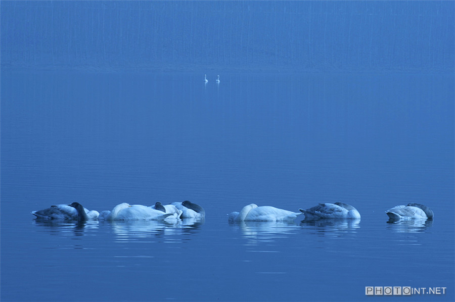 Photographer captures beauty of swan