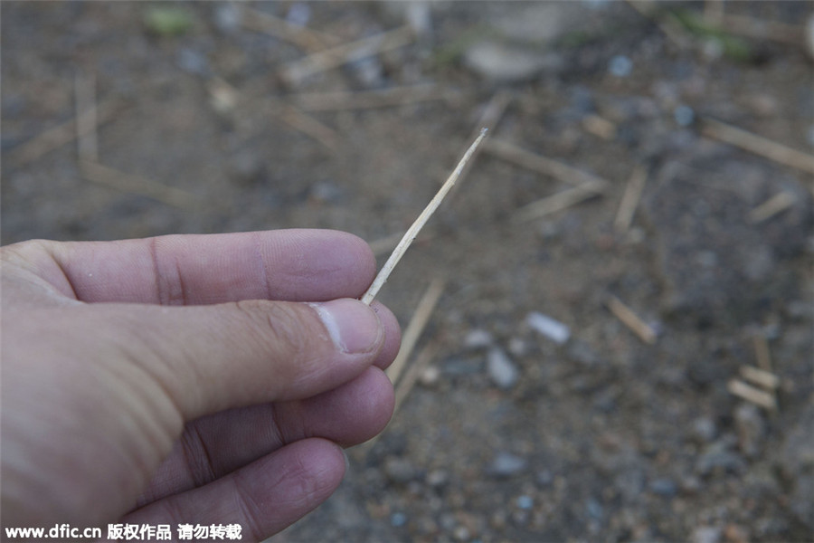 3D artwork of running horse created with toothpicks