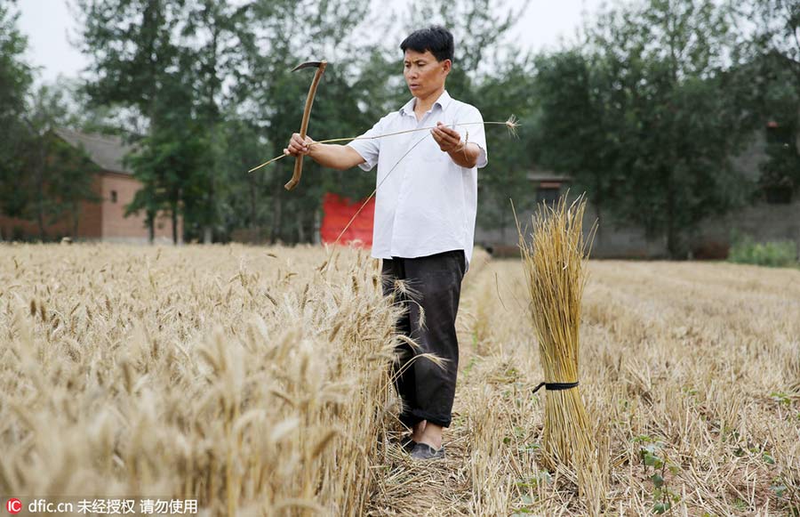 Turning straw to gold: folk artist's straw pyrography