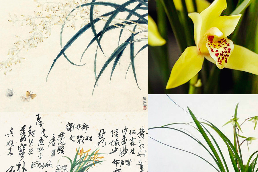 Poetic beauty: 10 most significant flowers in China