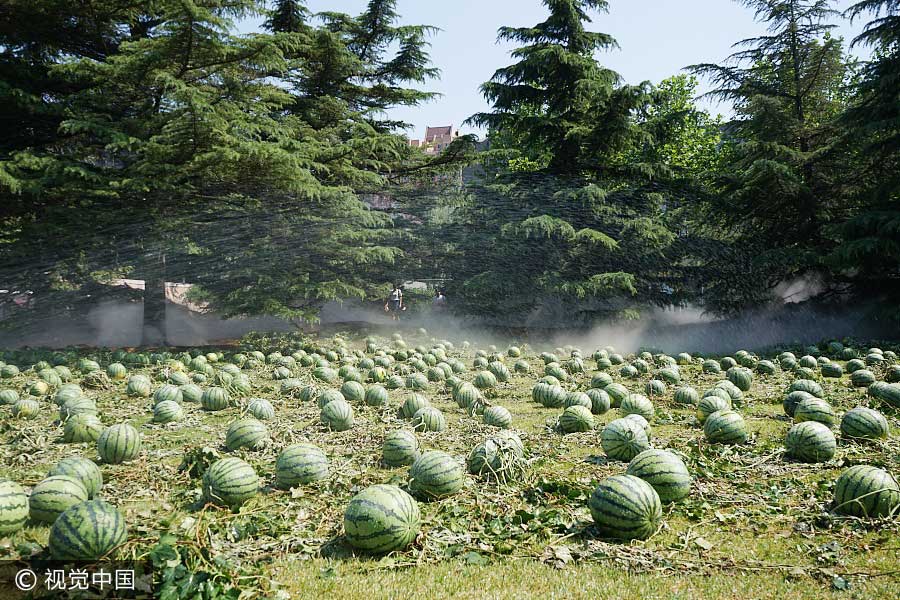 Watermelons add fun to graduation season