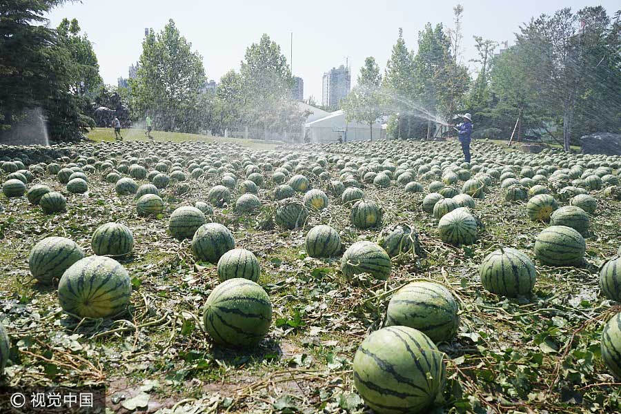 Watermelons add fun to graduation season