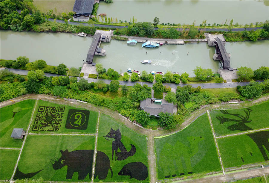 Paddy fields in Hangzhou transform into 'zoo'