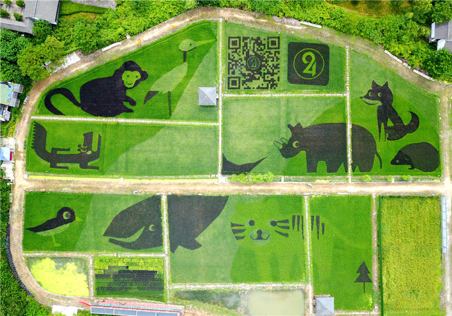 Paddy fields in Hangzhou transform into 'zoo'
