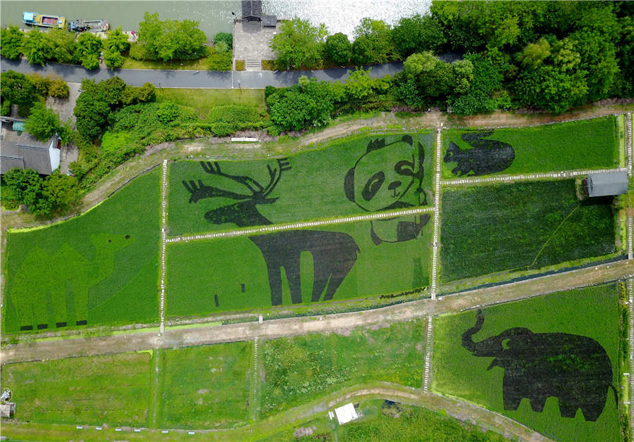 Paddy fields in Hangzhou transform into 'zoo'