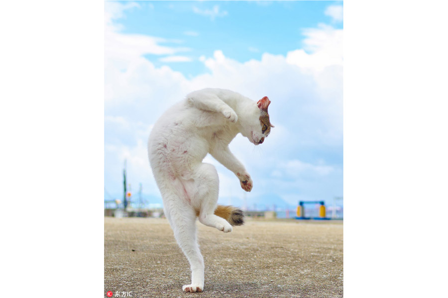 Cute cats pose like Chinese kung fu fighters