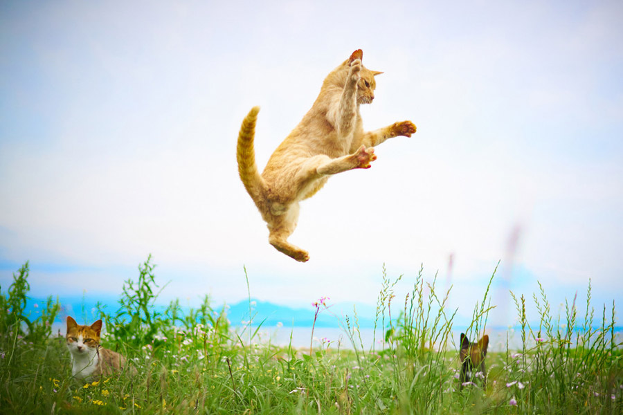 Cute cats pose like Chinese kung fu fighters