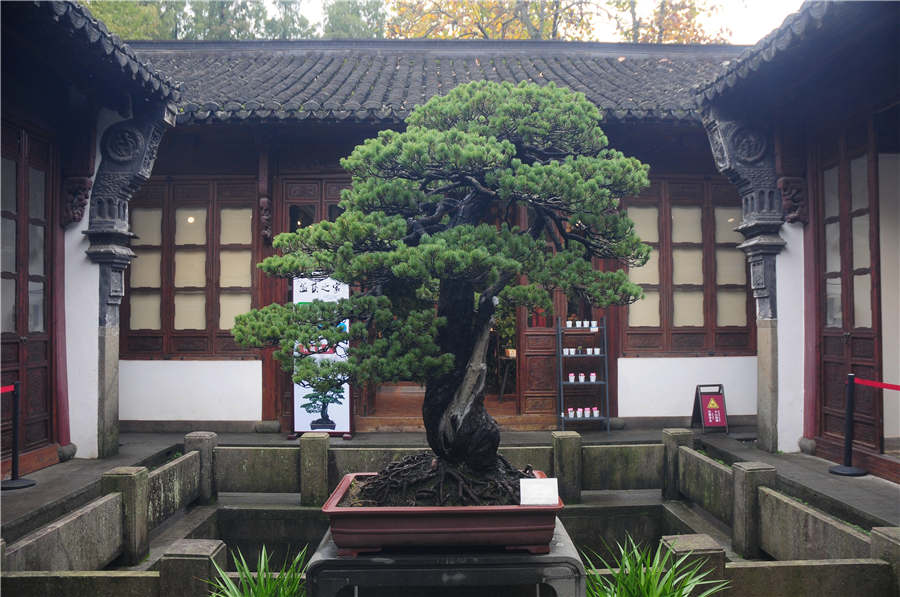 Zhejiang-style bonsais on show in Hangzhou