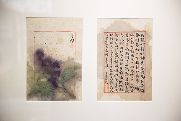 Zhang Yanzi's ongoing show on herbs, happiness and healing