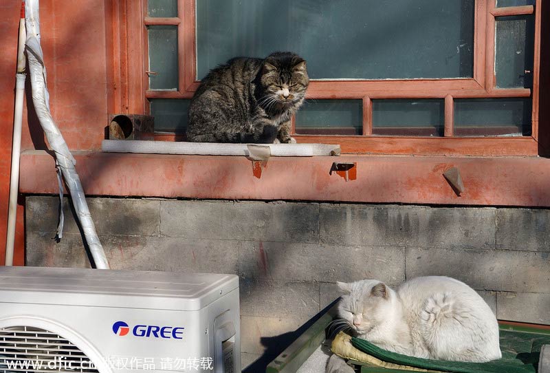Forbidden City shelters stray cats to scare away mice