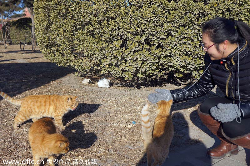 Forbidden City shelters stray cats to scare away mice