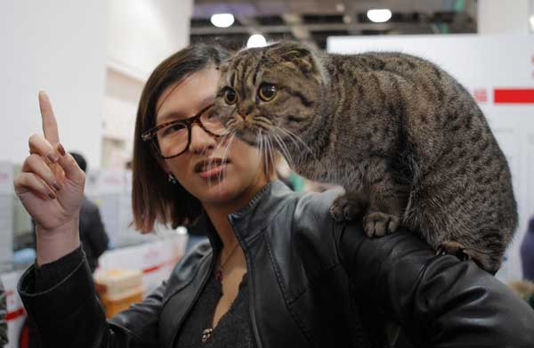 Forbidden City shelters stray cats to scare away mice