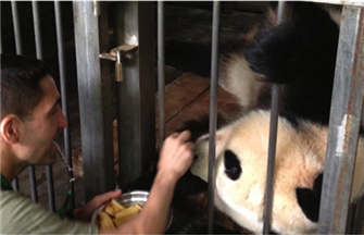 Open-air exhibition of 'pandas' kicks off in Taipei