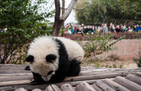 Open-air exhibition of 'pandas' kicks off in Taipei