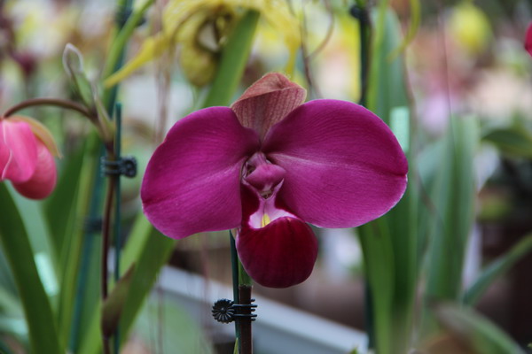 Shanghai orchid show blossoms
