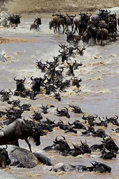 A wonderful wild life