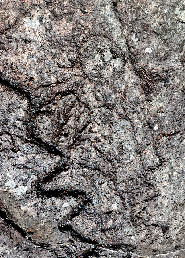 Experts gather in Zhejiang to study rock paintings