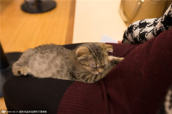 Cats attract visitors to bookstore