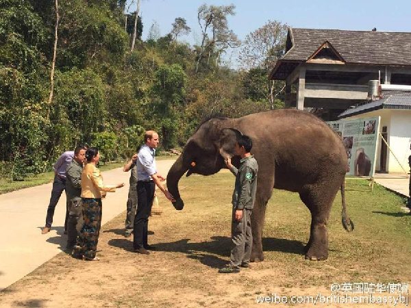 William visits breeding base for elephants