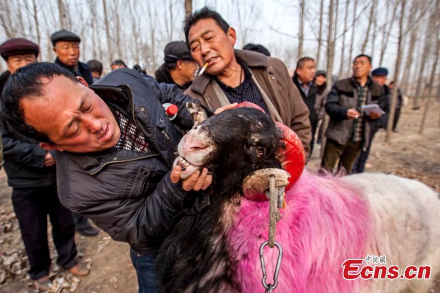 Sheep fight held in Central China village