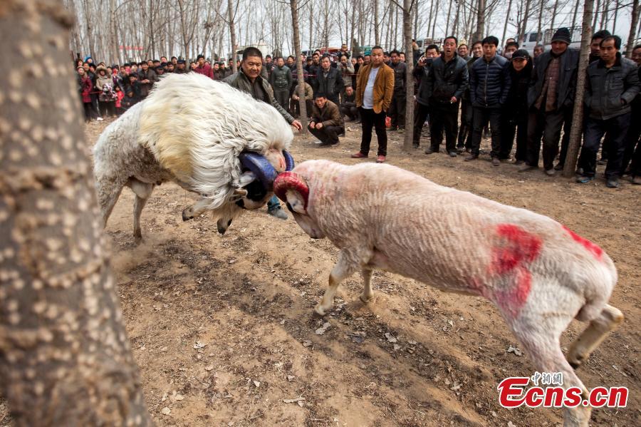 Sheep fight held in Central China village