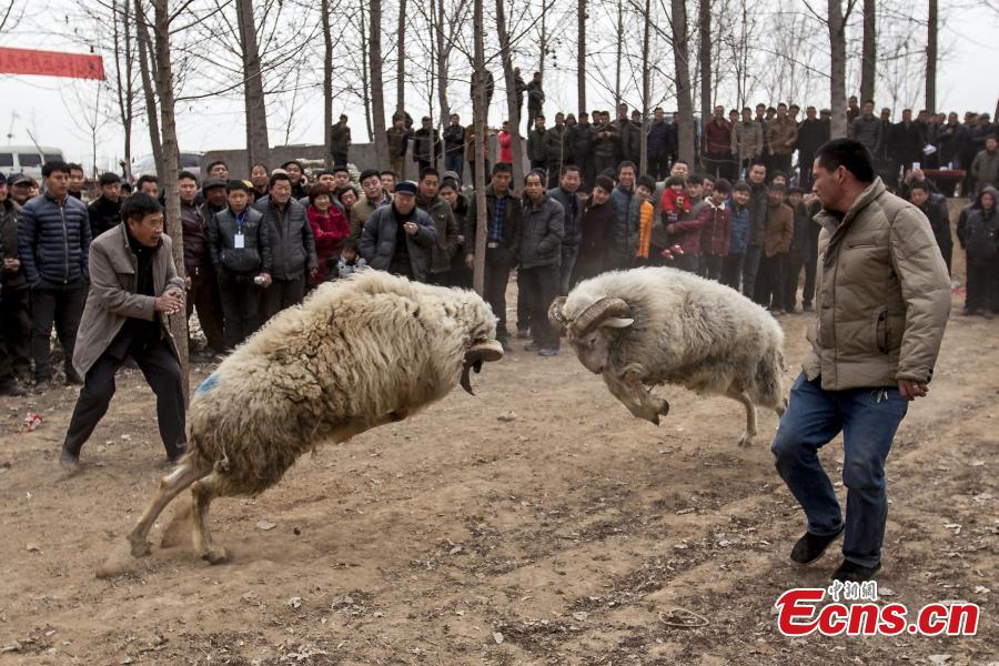 Sheep fight held in Central China village