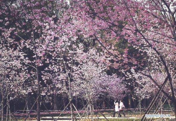 Cherry blossom wars: Japan, South Korea or China?