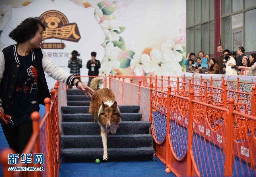 2015 China Pet Festival starts in Beijing