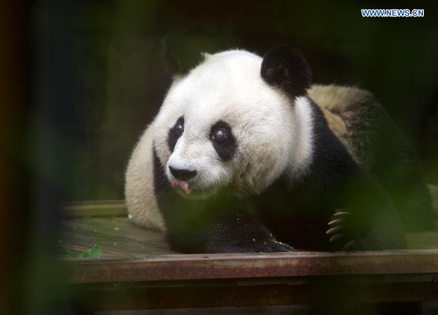 Oldest living giant panda in Chinese mainland