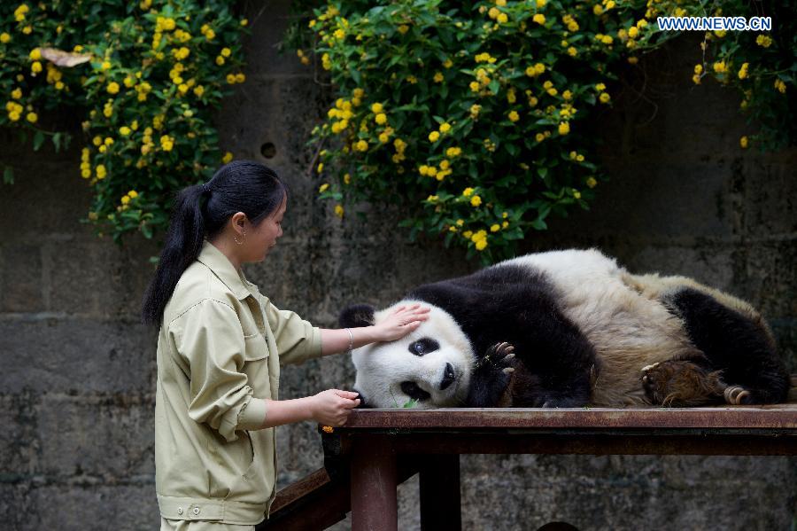 Oldest living giant panda in Chinese mainland