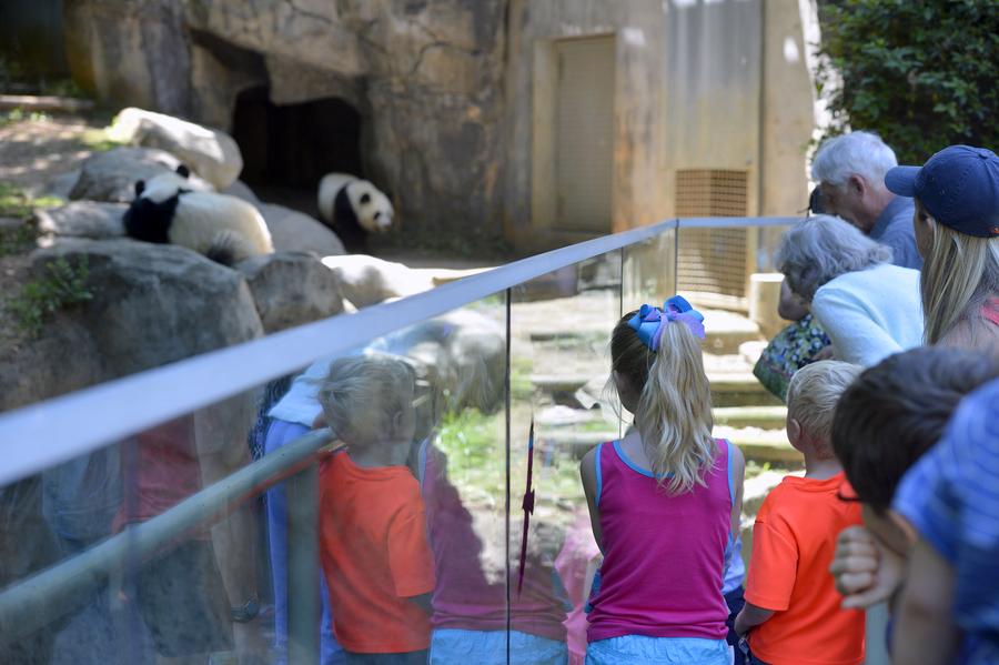 The happy life of giant panda twins in Atlanta